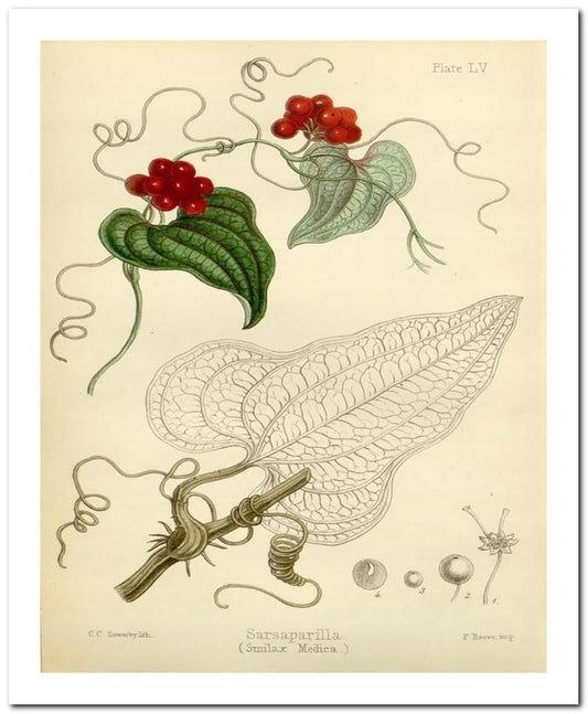 Kohler Medizinal Pflanzen 8x10 Botanical Art Print 03062500041