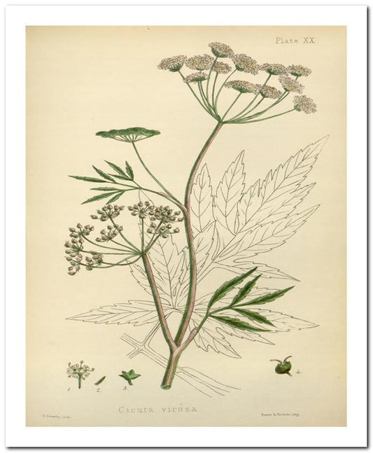 The Flora Homoeopathica 8x10 Botanical Art Print 03062500042