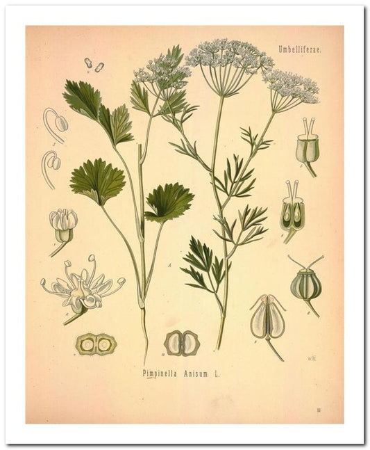 The Flora Homoeopathica 8x10 Botanical Art Print 03062500043