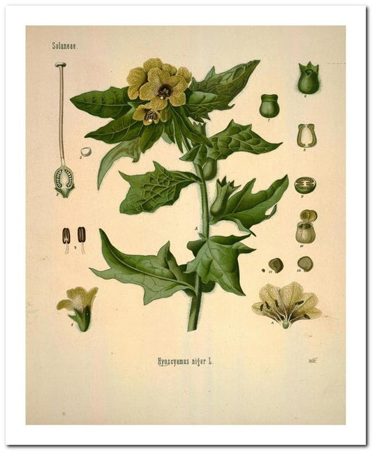 Kohler Medizinal Pflanzen 8x10 Botanical Art Print 03062500044