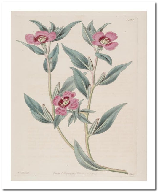Kohler Medizinal Pflanzen 8x10 Botanical Art Print 03062500045