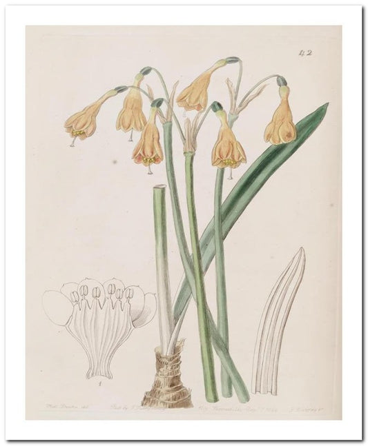 Edward's Botanical Register 8x10 Botanical Art Print 03062500046