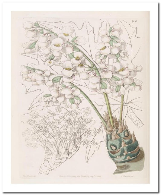Edward's Botanical Register 8x10 Botanical Art Print 03062500048