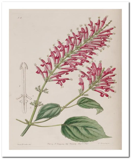 Edward's Botanical Register 8x10 Botanical Art Print 03062500050