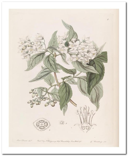 Edward's Botanical Register 8x10 Botanical Art Print 03062500051