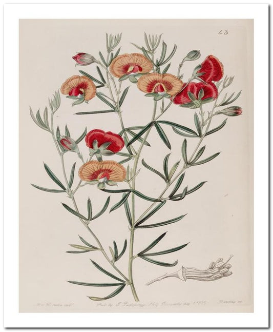 Edward's Botanical Register 8x10 Botanical Art Print 03062500052