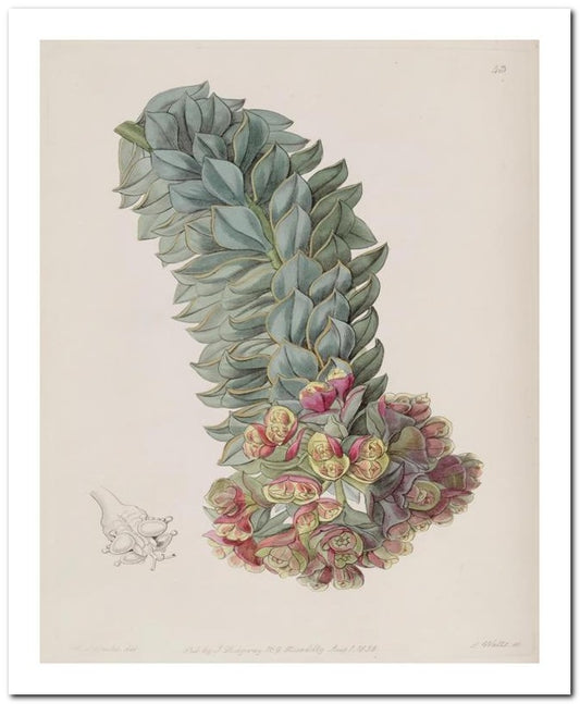 Edward's Botanical Register 8x10 Botanical Art Print 03062500053