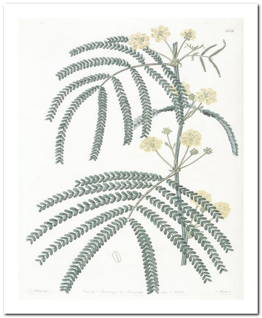Edward's Botanical Register 8x10 Botanical Art Print 03062500055
