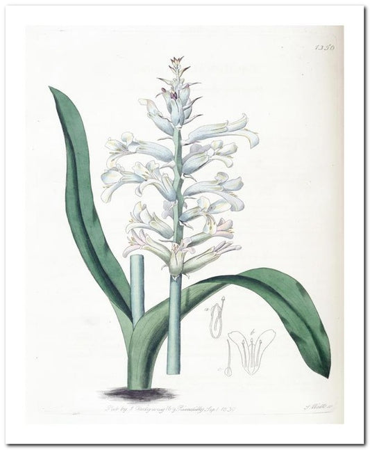 Edward's Botanical Register 8x10 Botanical Art Print 03062500056