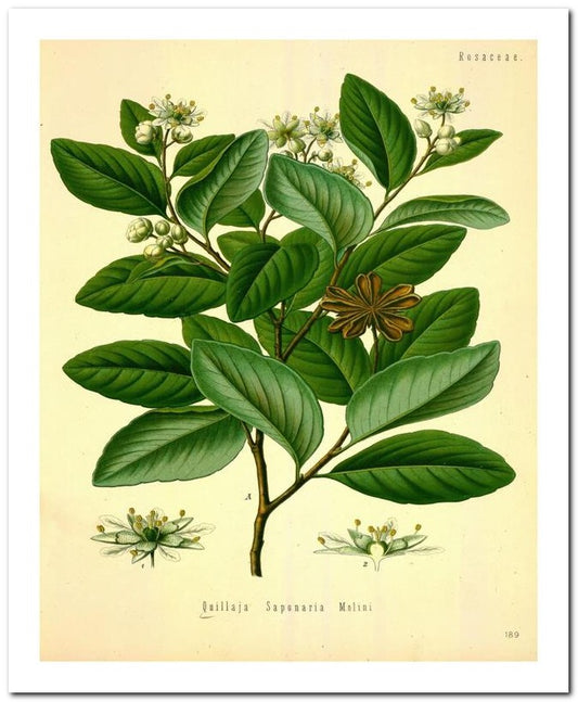Edward's Botanical Register 8x10 Botanical Art Print 03062500057