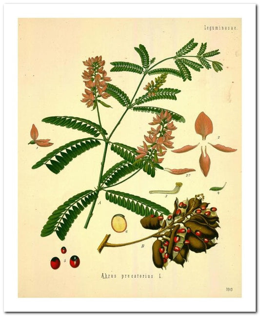 Kohler Medizinal Pflanzen 8x10 Botanical Art Print 03062500058
