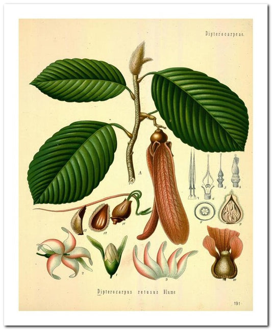 Kohler Medizinal Pflanzen 8x10 Botanical Art Print 03062500059