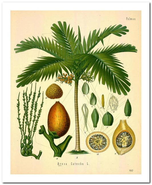 Kohler Medizinal Pflanzen 8x10 Botanical Art Print 03062500060