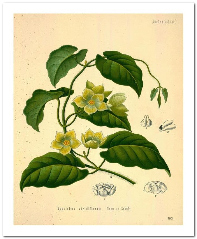 Kohler Medizinal Pflanzen 8x10 Botanical Art Print 03062500061