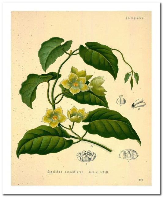 Kohler Medizinal Pflanzen 8x10 Botanical Art Print 03062500061