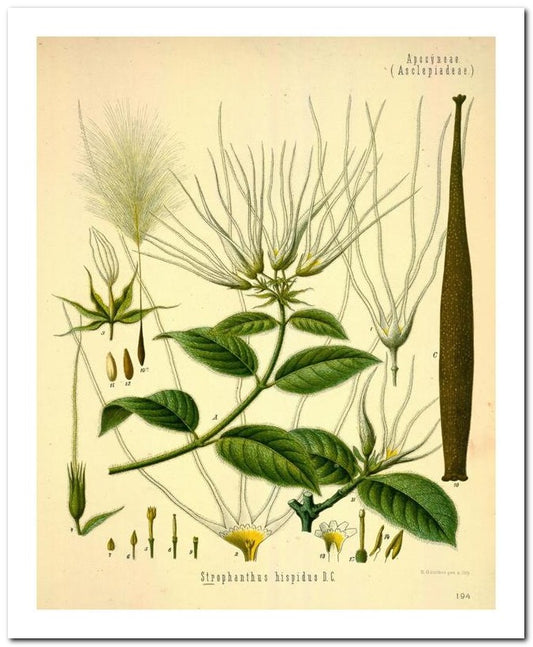 Kohler Medizinal Pflanzen 8x10 Botanical Art Print 03062500062