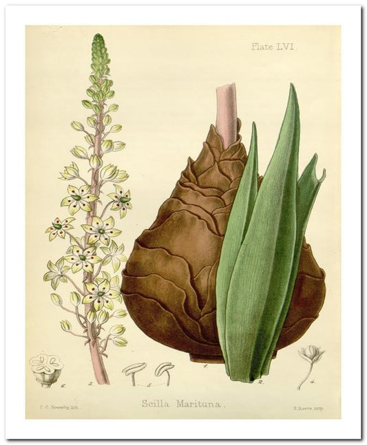 Kohler Medizinal Pflanzen 8x10 Botanical Art Print 03062500063