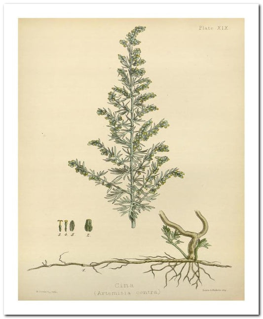The Flora Homoeopathica 8x10 Botanical Art Print 03062500064