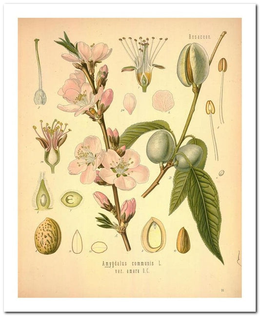 The Flora Homoeopathica 8x10 Botanical Art Print 03062500065