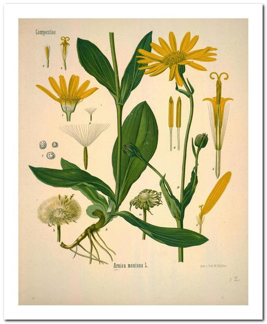 Kohler Medizinal Pflanzen 8x10 Botanical Art Print 03062500066