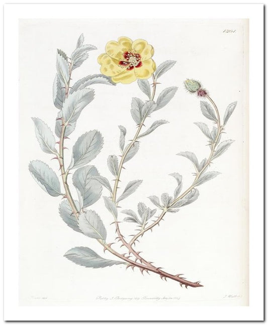 Kohler Medizinal Pflanzen 8x10 Botanical Art Print 03062500067
