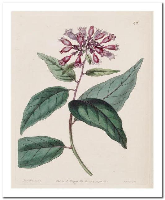 Edward's Botanical Register 8x10 Botanical Art Print 03062500069