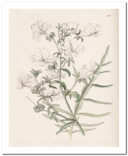 Edward's Botanical Register 8x10 Botanical Art Print 03062500070