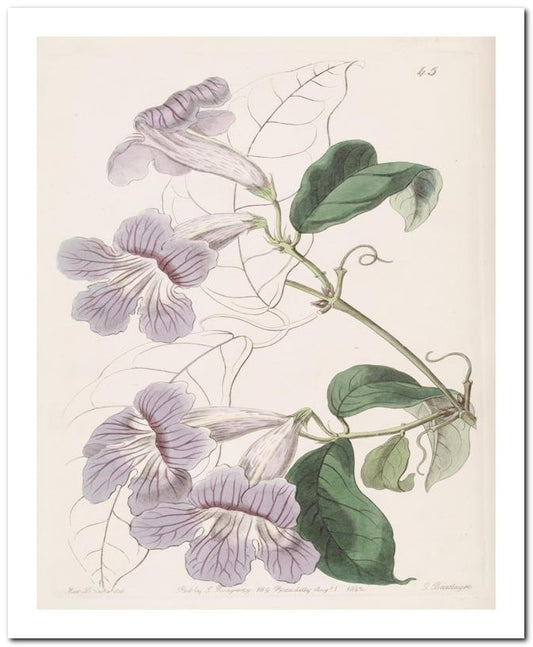 Edward's Botanical Register 8x10 Botanical Art Print 03062500071