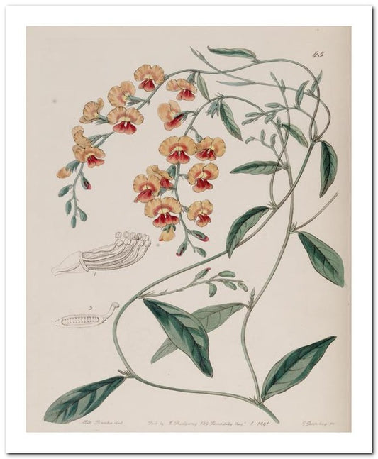 Edward's Botanical Register 8x10 Botanical Art Print 03062500072