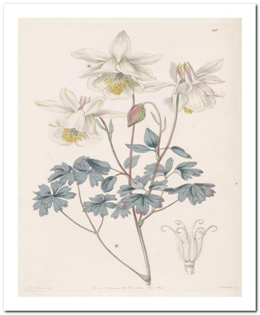 Edward's Botanical Register 8x10 Botanical Art Print 03062500073