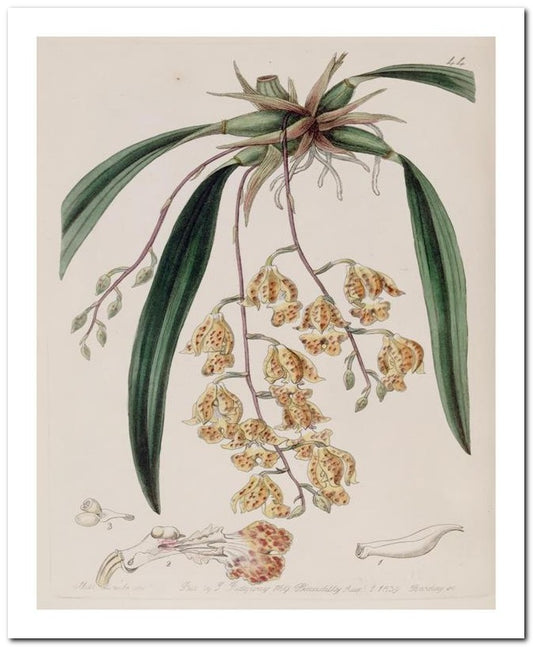 Edward's Botanical Register 8x10 Botanical Art Print 03062500074