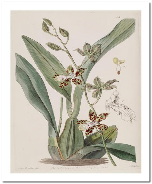 Edward's Botanical Register 8x10 Botanical Art Print 03062500075