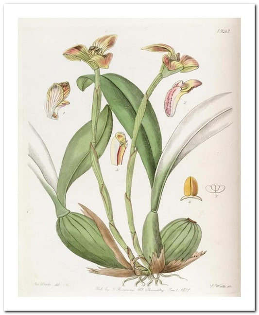 Edward's Botanical Register 8x10 Botanical Art Print 03062500076