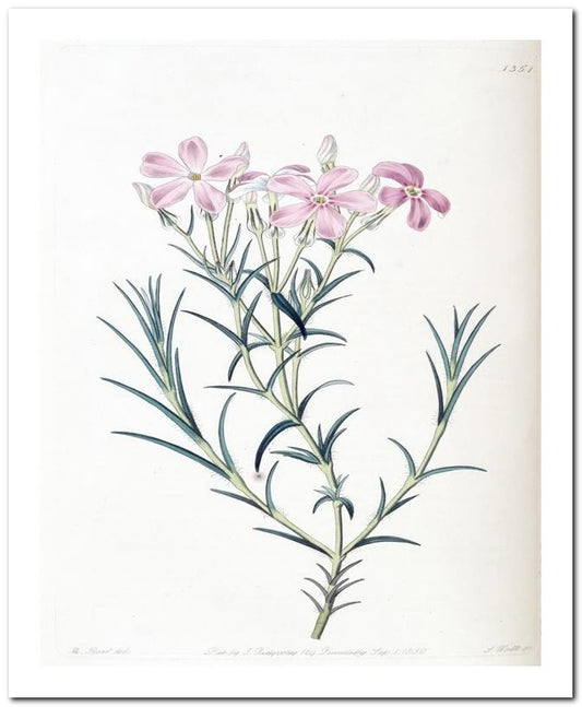 Edward's Botanical Register 8x10 Botanical Art Print 03062500077