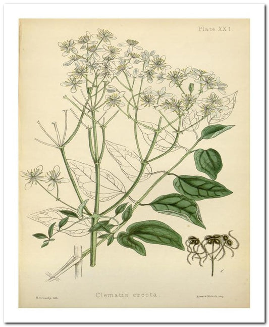 The Flora Homoeopathica 8x10 Botanical Art Print 03062500080