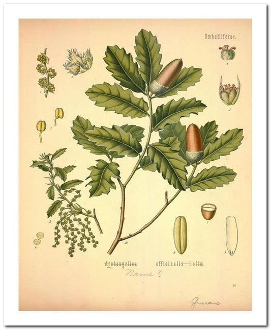 The Flora Homoeopathica 8x10 Botanical Art Print 03062500081