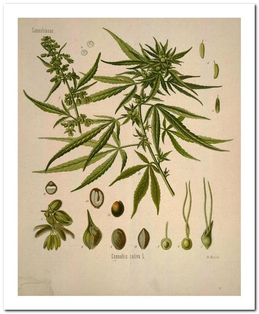 Kohler Medizinal Pflanzen 8x10 Botanical Art Print 03062500082