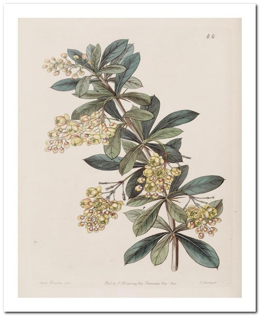 Kohler Medizinal Pflanzen 8x10 Botanical Art Print 03062500083