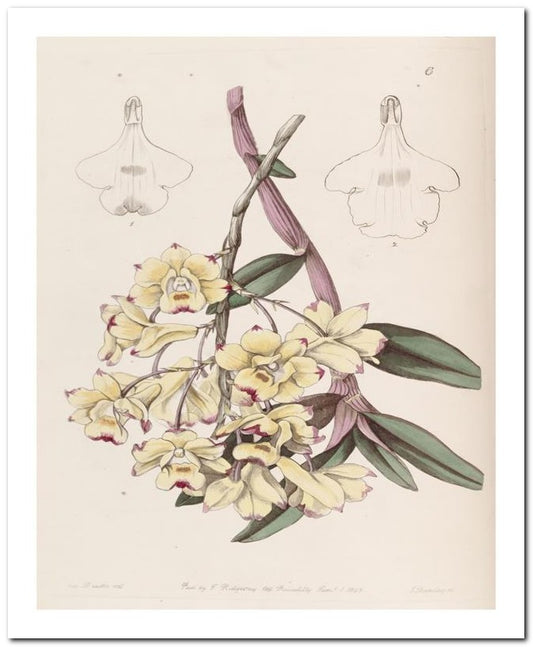 Edward's Botanical Register 8x10 Botanical Art Print 03062500086