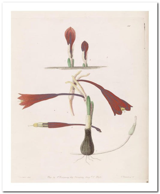 Edward's Botanical Register 8x10 Botanical Art Print 03062500087