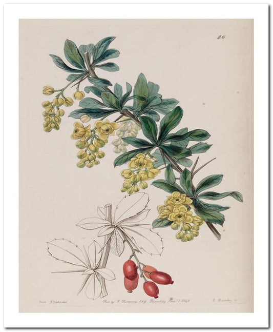 Edward's Botanical Register 8x10 Botanical Art Print 03062500088