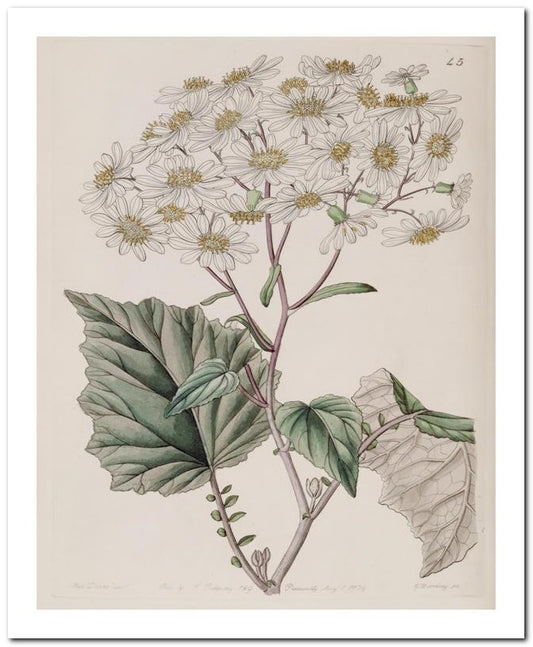 Edward's Botanical Register 8x10 Botanical Art Print 03062500089