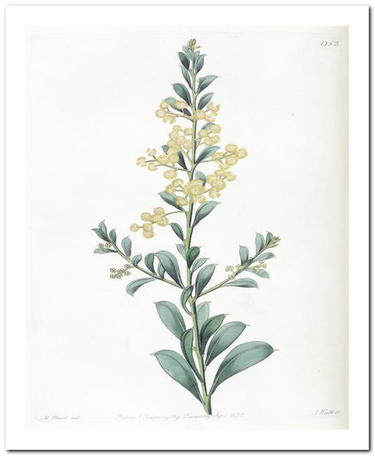 Edward's Botanical Register 8x10 Botanical Art Print 03062500094