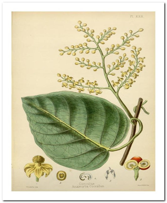 Edward's Botanical Register 8x10 Botanical Art Print 03062500095