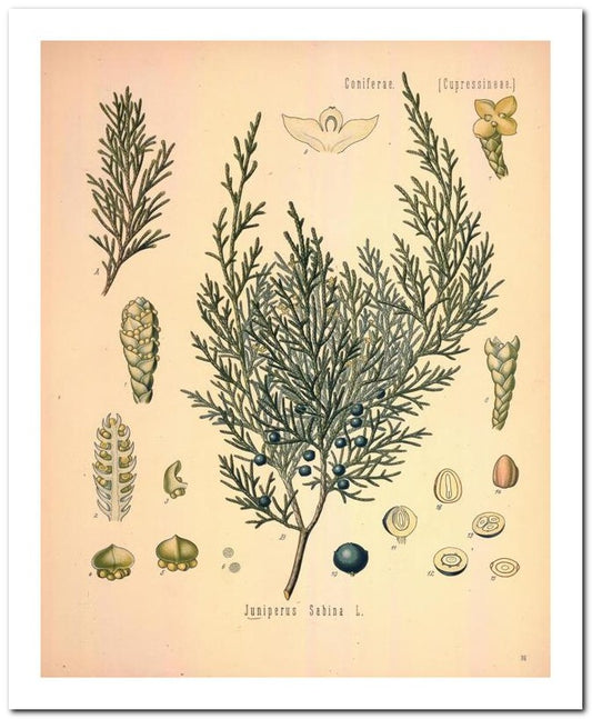 The Flora Homoeopathica 8x10 Botanical Art Print 03062500097