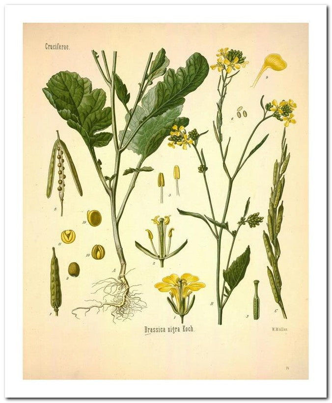 Kohler Medizinal Pflanzen 8x10 Botanical Art Print 03062500098