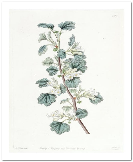 Kohler Medizinal Pflanzen 8x10 Botanical Art Print 03062500099