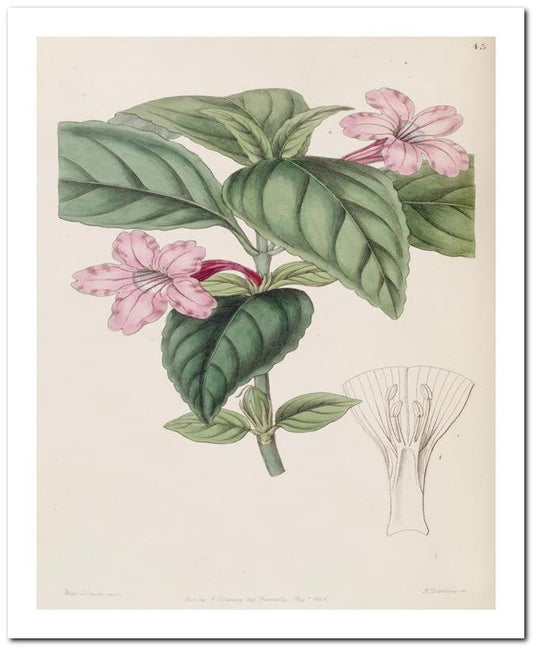 Edward's Botanical Register 8x10 Botanical Art Print 03062500100