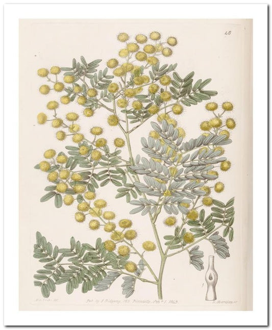 Edward's Botanical Register 8x10 Botanical Art Print 03062500102