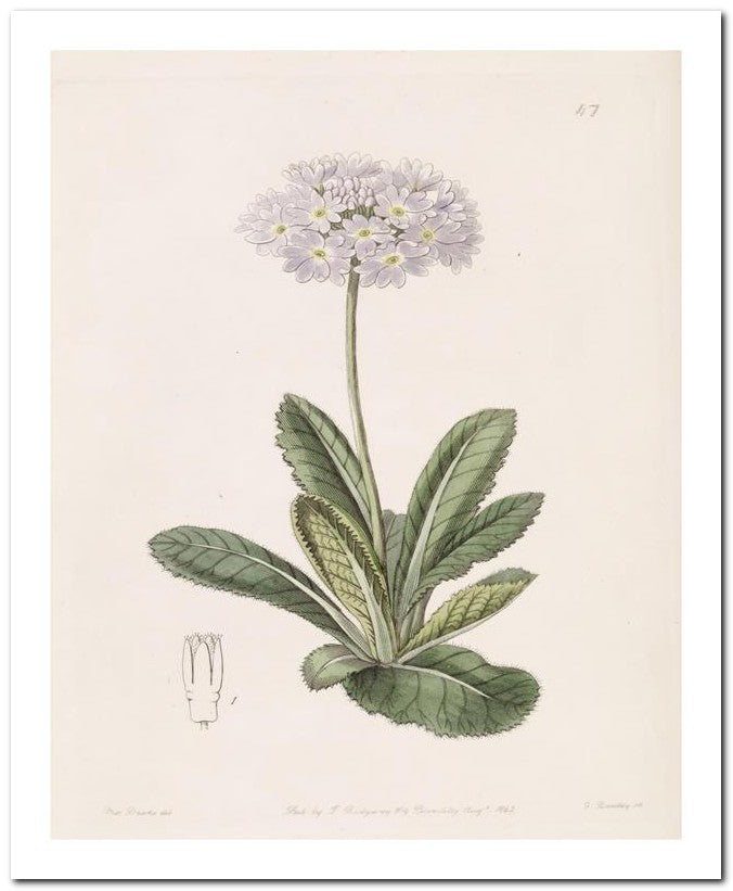 Edward's Botanical Register 8x10 Botanical Art Print 03062500103